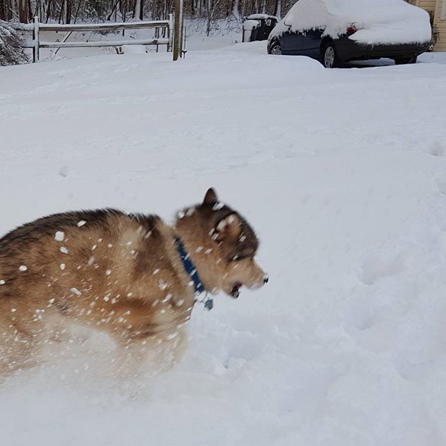 Jonah loves the snow. #cookeville #2016blizzard