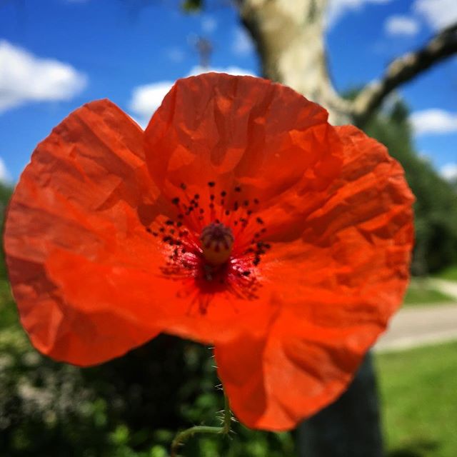 Poppiessss #tennessee #summer