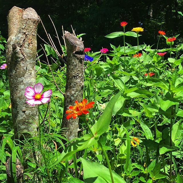 #tennessee #summer