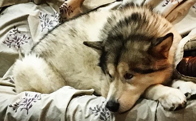 How can you not love that face 😍…#malamute