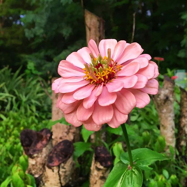 #tennessee #summer
