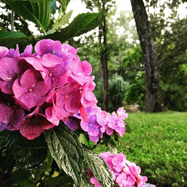 #tennessee #summer #hydrangea