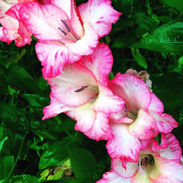 #tennessee #summer #gladiolas