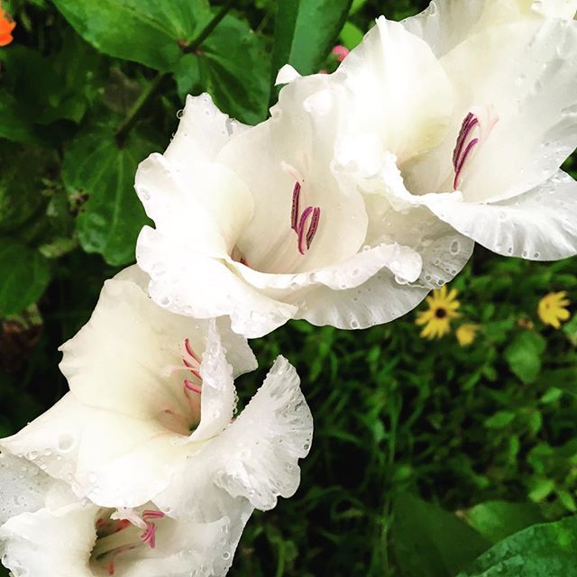 #tennessee #summer #gladiolas