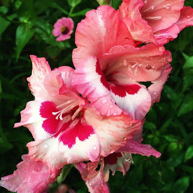 #tennessee #summer #gladiolas