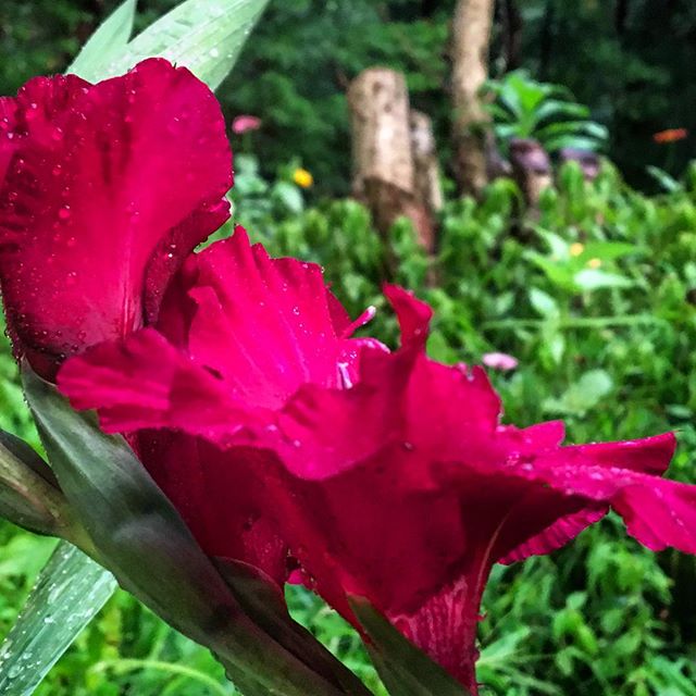 #tennessee #summer #gladiolas