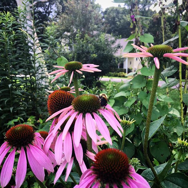 #tennessee #summer