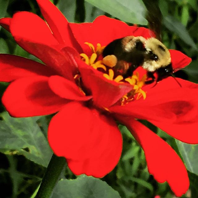 This little fellow has been industrious today (see the huge puff of pollen on his leg) 🐝🌸 #tennessee #summer