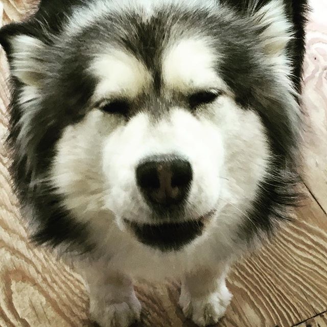 Human, I really need food. I do not think you are taking this seriously.