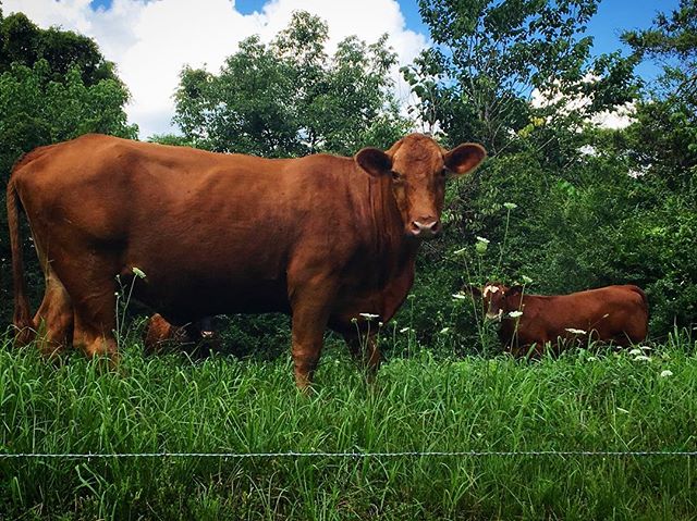 My new neighbors.#tennessee #summer #home
