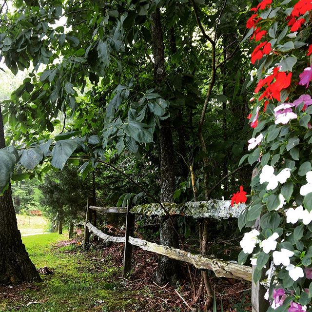 #tennessee #summer