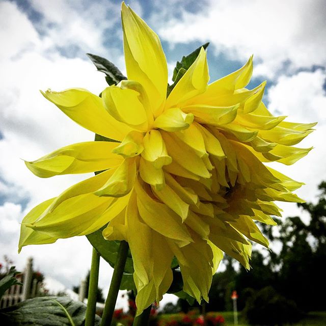#tennessee #summer #dahlia