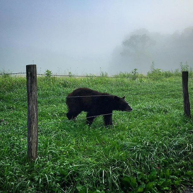 Well hello, Mr. Bear 🐻 #tennessee #mountains