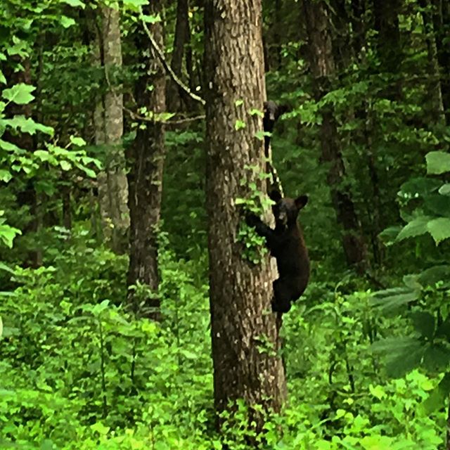 How many bear cubs do you see? #tennessee #mountains