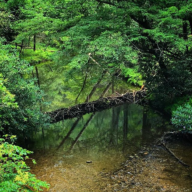 Beaver dam! #tennessee #mountains