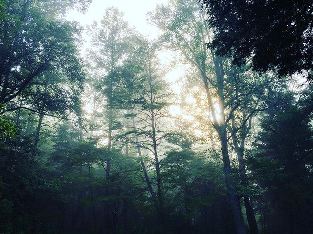 #tennessee #mountains #forests