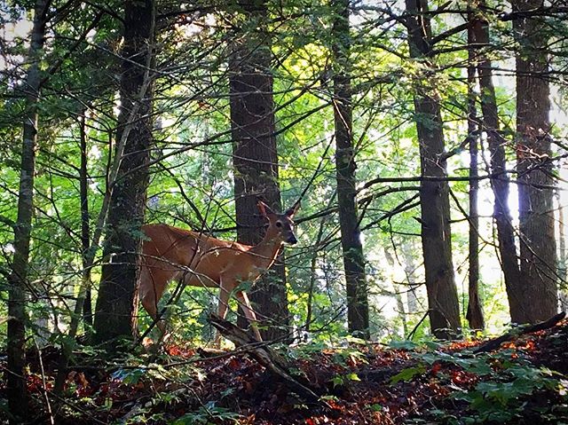 🦌 #tennessee #mountains #forests