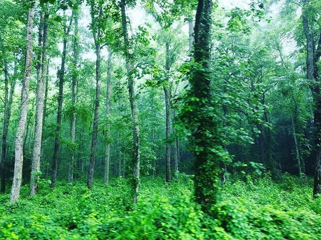 #tennessee #mountains #forests