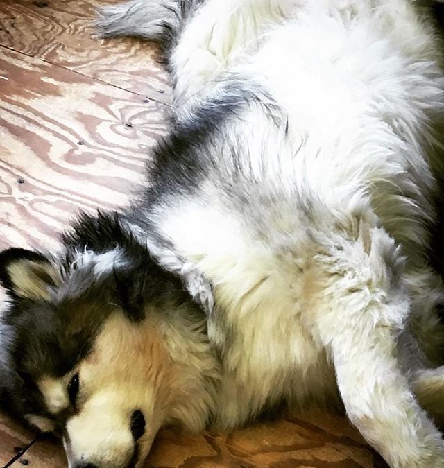 Go away, plebe. Can you not see that I’m resting?#queenmaggie