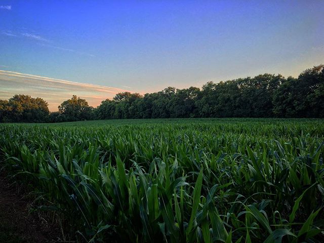 Corn fields for days 🌽 #indiana #sunset