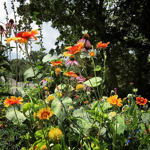 #tennessee #summer