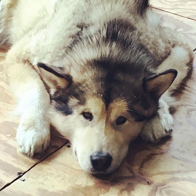 L’amour de ma vie