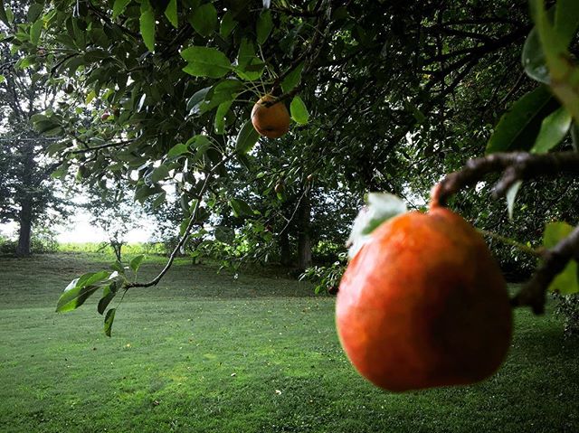 View from a pear tree #summer #tennessee
