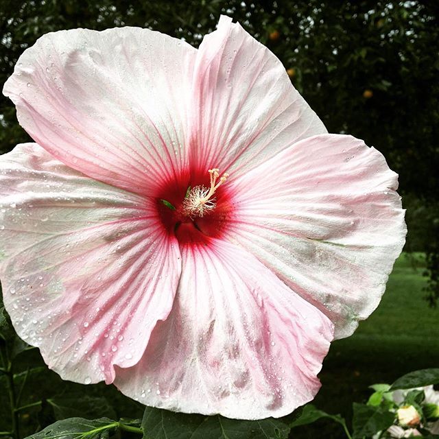 #tennessee #summer #hibiscus