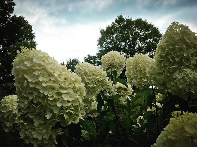 #tennessee #summer