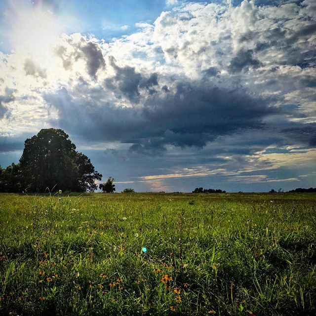 #tennessee #summer