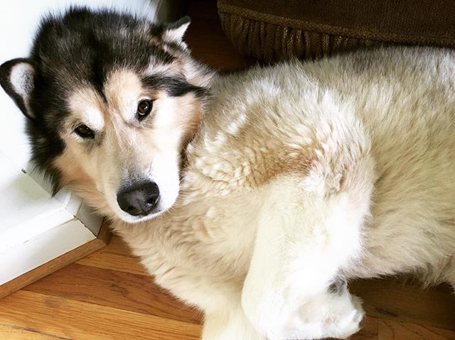 #malamute