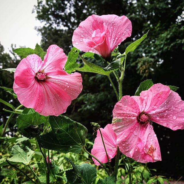 #tennessee #summer #rain