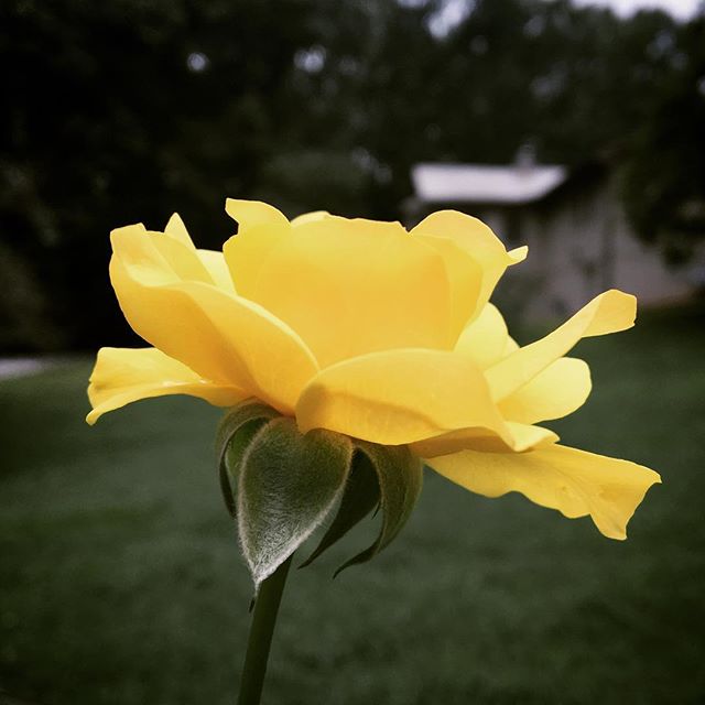 #summer #tennessee #rose