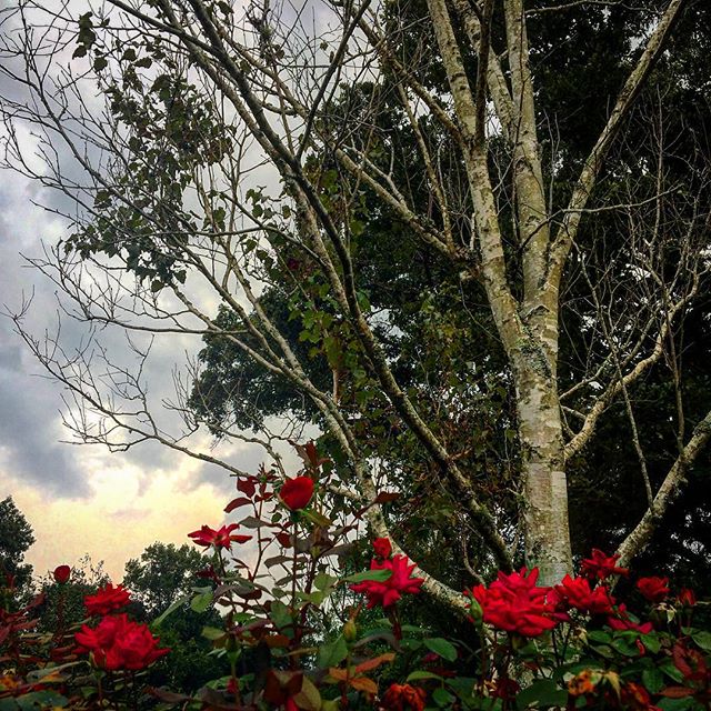 #tennessee #summer