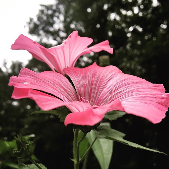 #tennessee #summer