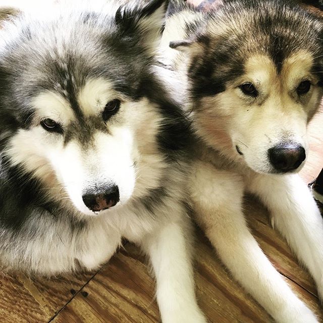 We would like to negotiate a raise in our food salary……#malamutes
