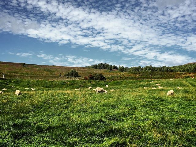 🐑