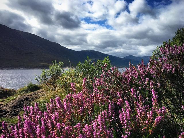 Scottish heather
