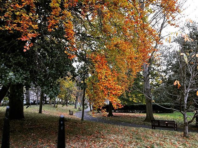 🍁🍃🍂