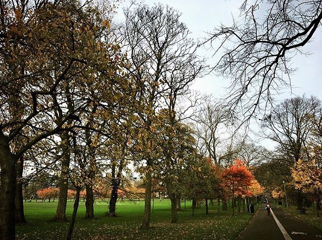 🍁🍃🍂