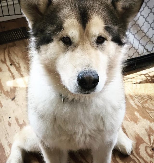 Jonah, agreeing to cooperate and look at the camera only because of the treat he’s spotted in my hand.
