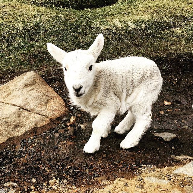 tiny lamb 😍