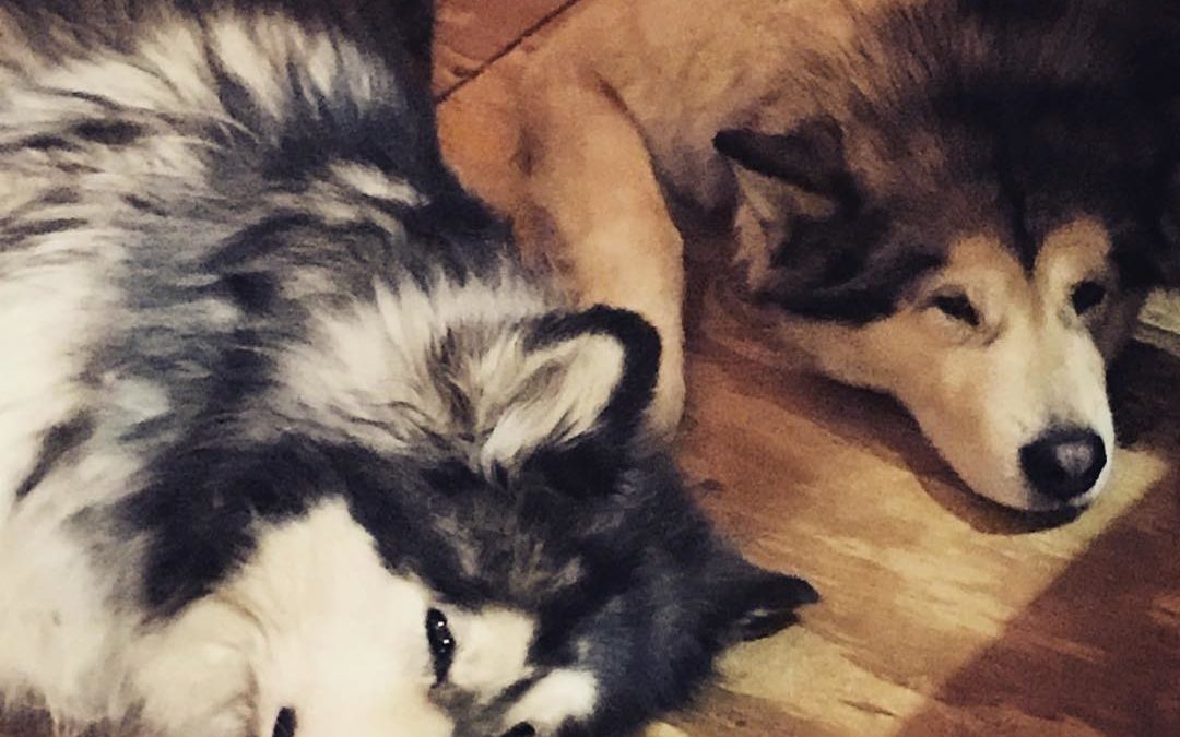Life’s so hard when all you do is sleep and eat all day…