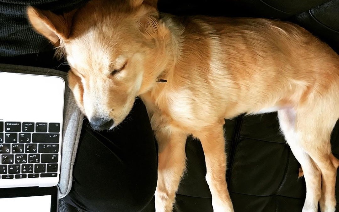 His favorite nap-time spot 🥰