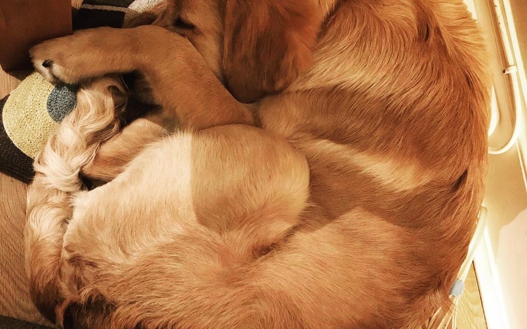 If you can’t find Seamus, he’s curled up sleeping somewhere on a pillow 🥰