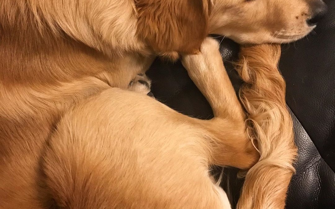 il mio amore