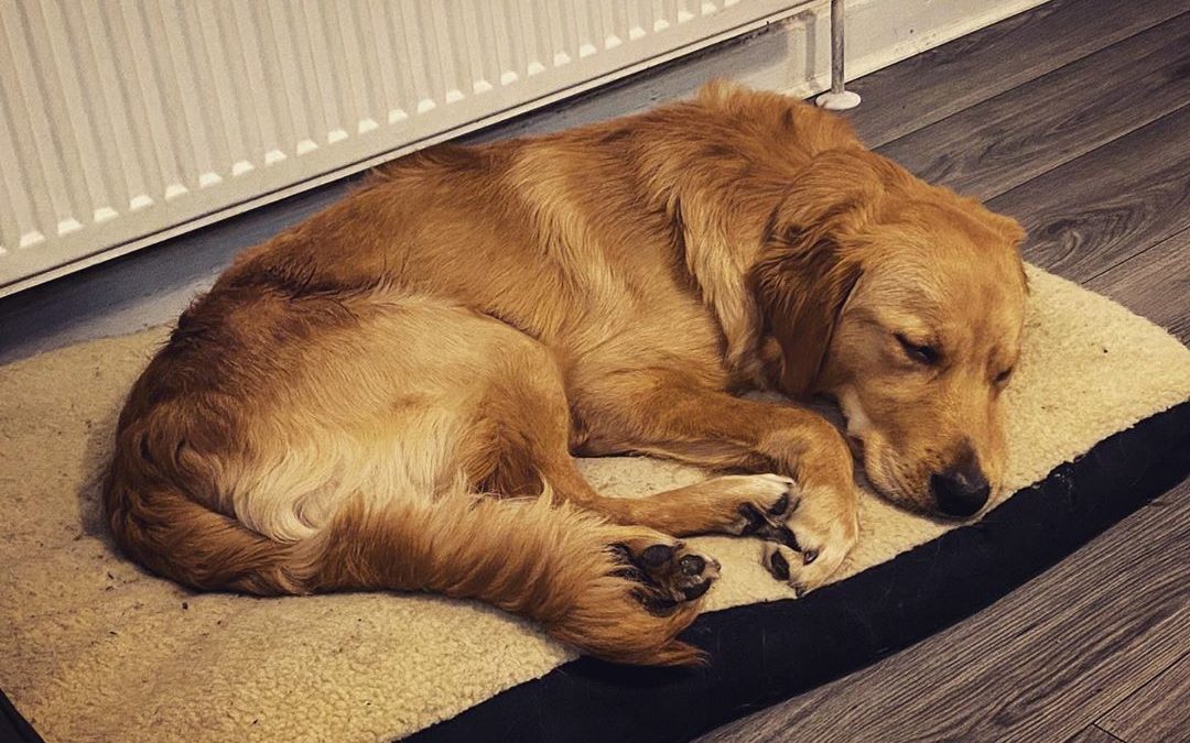 The goodest boy ♥️