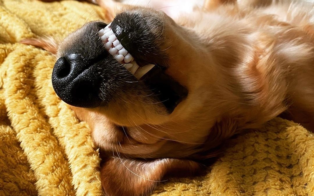 His favorite sleeping position.