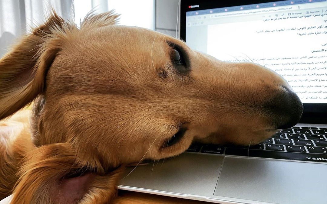 Seamus doing his best to casually draw my attention away from the laptop and onto him 😂