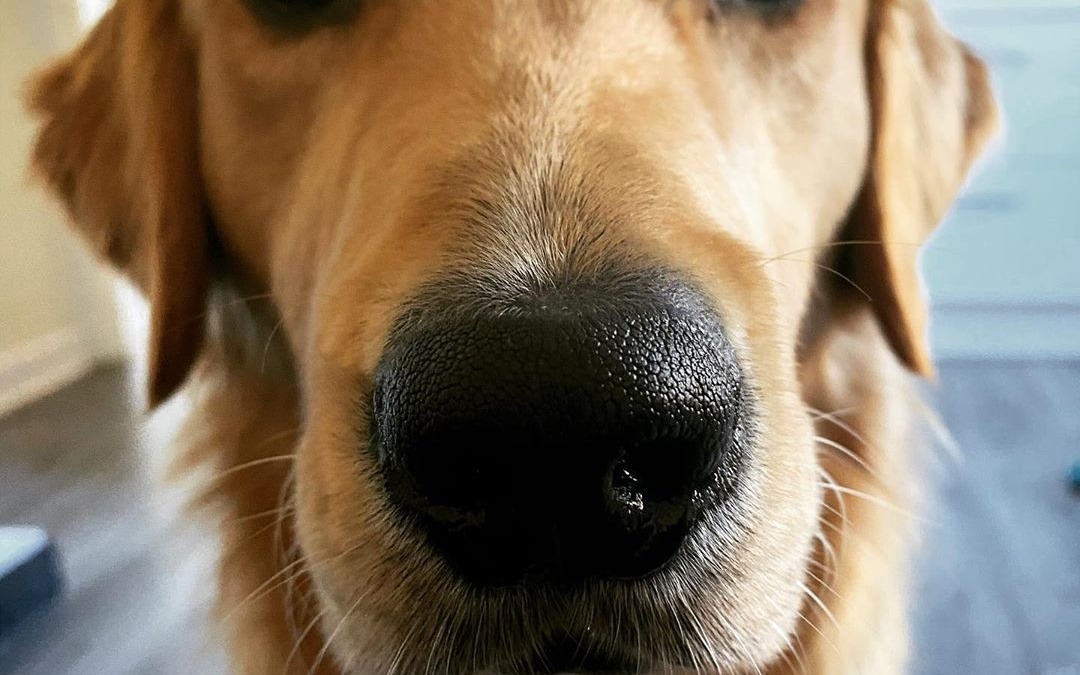 I’ll have some of whatever that is, please, thanks 🐶